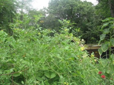 Late-Season Tomatoes: Management, Season Extension and Preserving Image